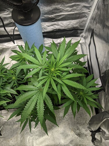 PXL_20201217_011301956.MP