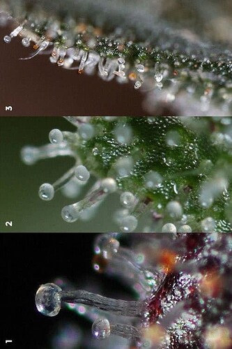 trichomes-everything-need-know-2