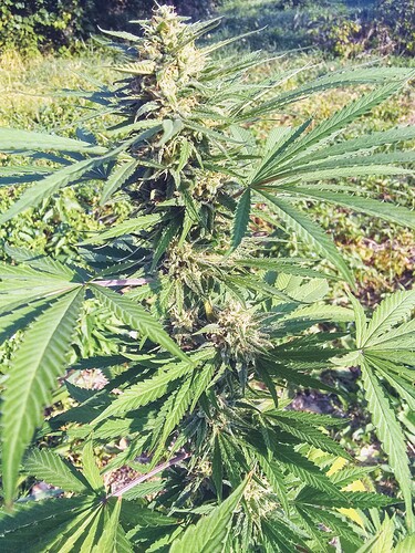 IMG_20211001_092252150~2