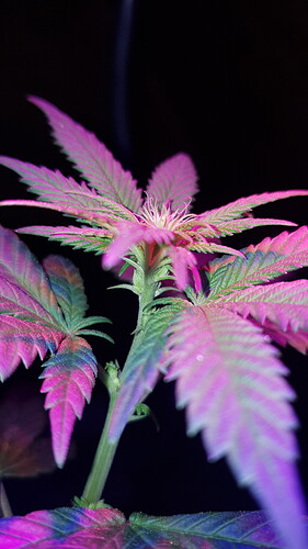 16053857523845917787692753744271