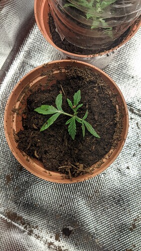 PXL_20211022_161110409