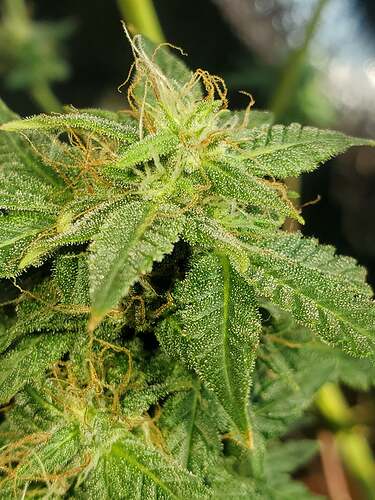 236672059_973480263509921_6920841504217305654_n