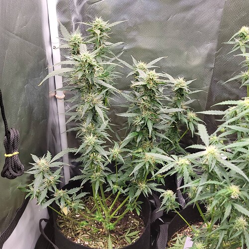 IMG_20211113_164807_554