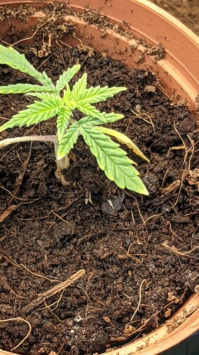 PXL_20211103_183618891