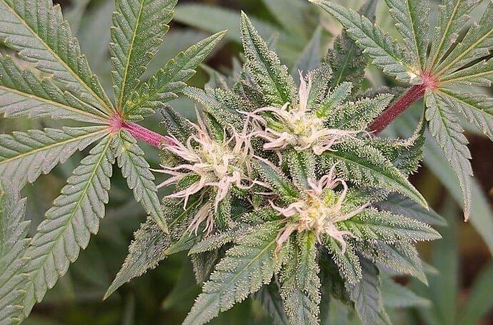 IMG_20211008_183238_829