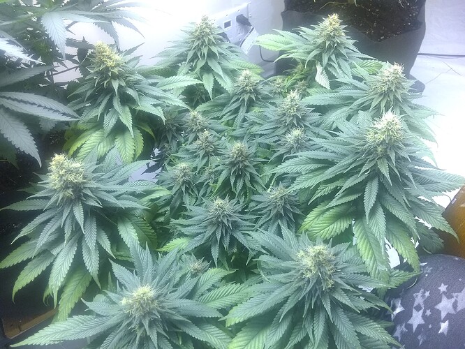 IMG_20210610_190400900