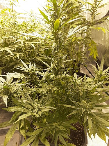 16272779682704669228032273191551