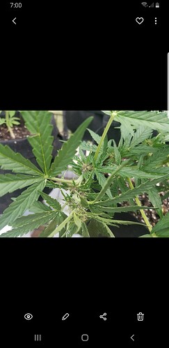 Screenshot_20210714-190001_Gallery