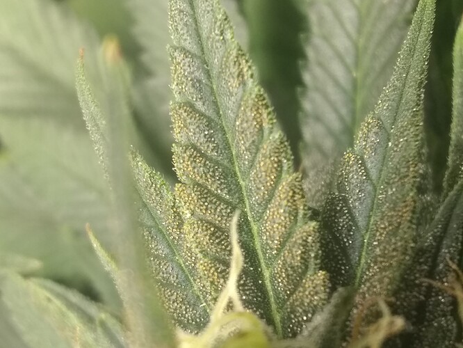 IMG_20210612_185542757