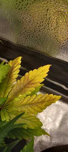 WhatsApp Image 2021-12-03 at 21.38.30