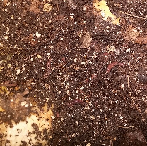 20201127_Wigglers 2