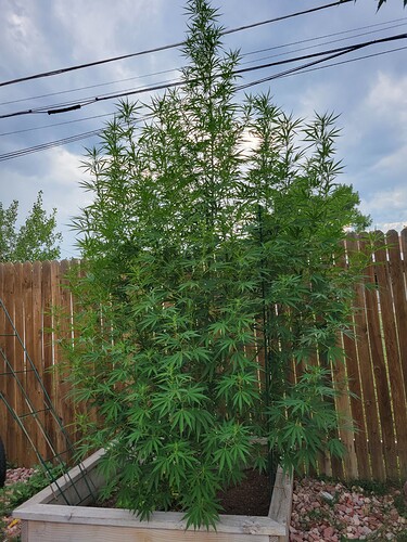 1628292584015377063979783438180