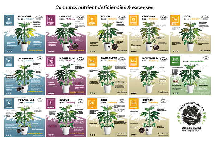 cannabis-nutrient-deficiencies-and-excesses