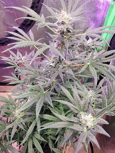 1618097096404816902198223875279