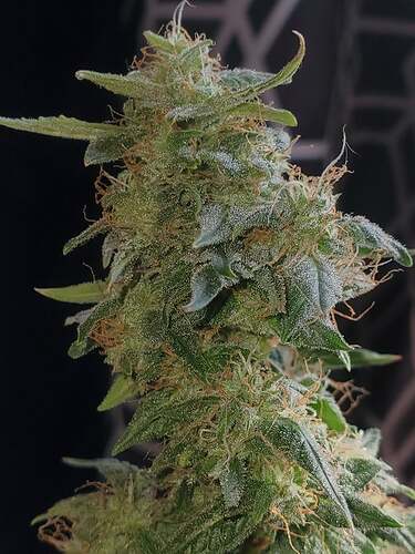 239422574_1315519682217850_7261732901151111698_n