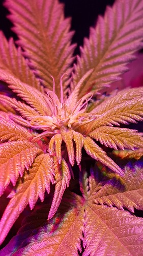 16053855605447794115848440489904