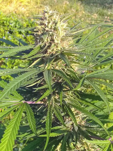 IMG_20211001_092109744~2