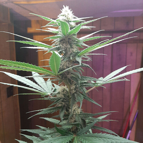 GG2