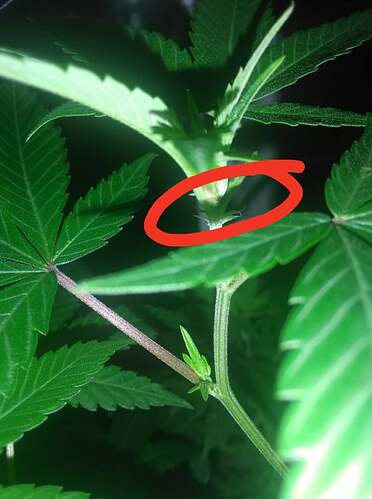 258148369_692932508354301_1365646043043354364_n