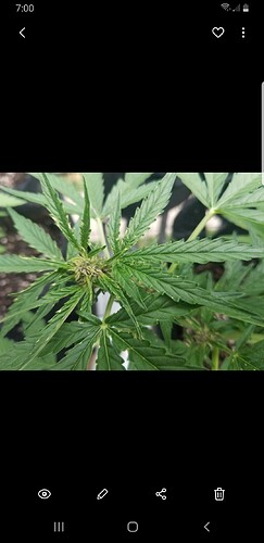 Screenshot_20210714-190025_Gallery