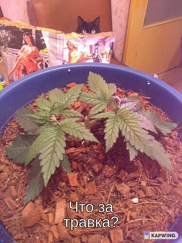 What weed