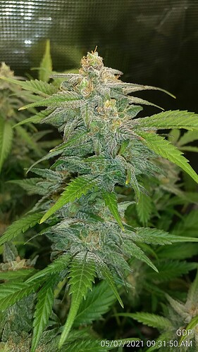 GDP 3