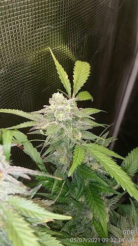 GDP 2