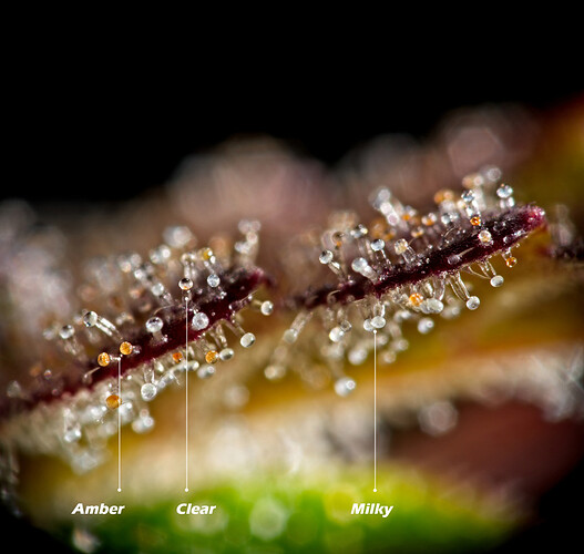 amber-milky-clear-trichomes-2
