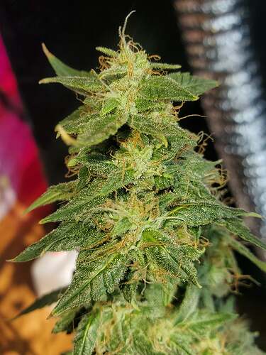 240720187_2985363321782943_2723354932620962823_n