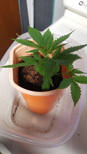 16438561769018585952712274954401