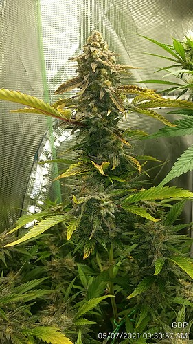 GDP 8