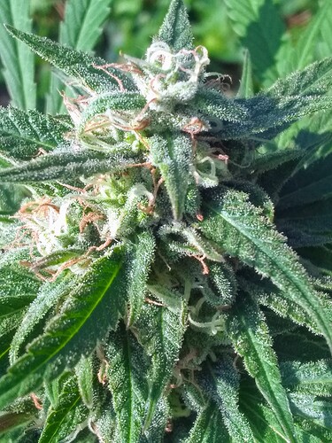 IMG_20211001_092416260~2