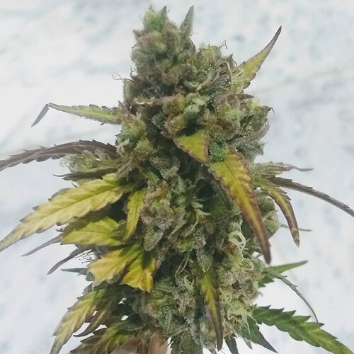 IMG_20210531_213143_383