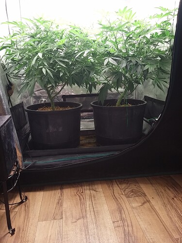 20210105_Tent 1