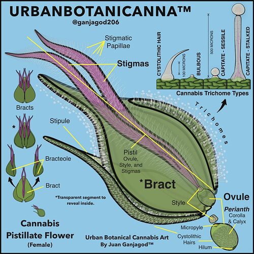 2-Cannabis-Pistillate-Flower-OShaughnessys-RBG-2-1080x1080 (1)