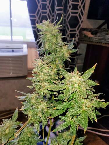 242065811_885048459057175_2704101226989872021_n