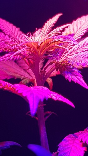 16053856210448509468388840259212