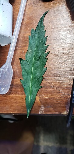 deformedleafsnippedoff