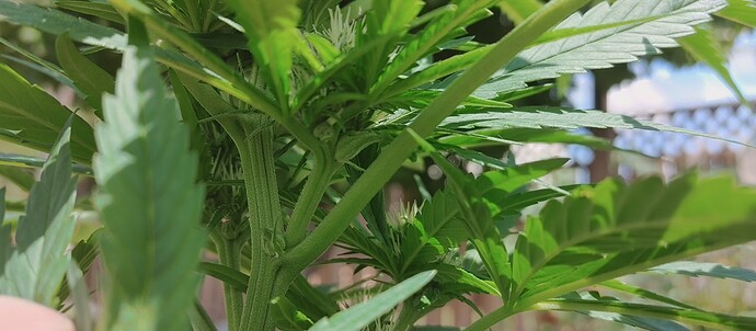 16296477081483247782101680323045