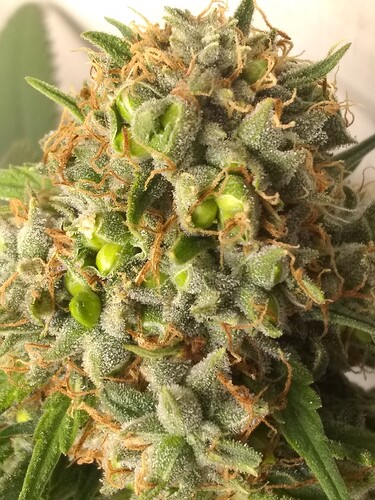 IMG_20210713_204437694