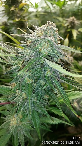 GDP 7
