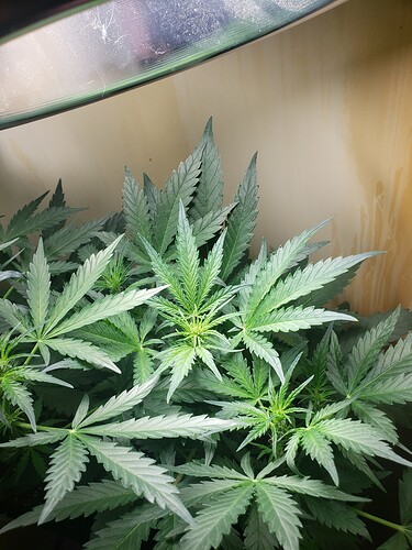 16146183863715677146221303043822