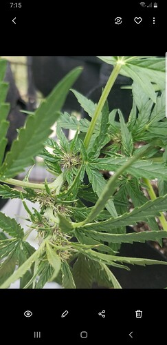 Screenshot_20210714-191542_Gallery