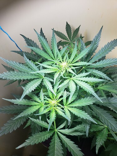 16146183549553859523066380868905