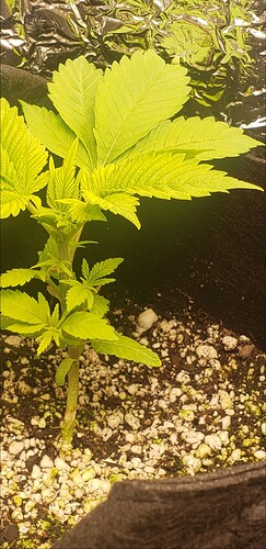 Screenshot_20201218-075952_Gallery