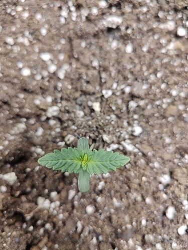 plant size