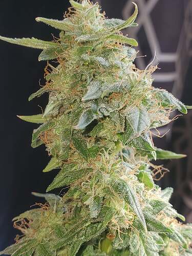 238387182_2670161796621221_4703511933007700378_n