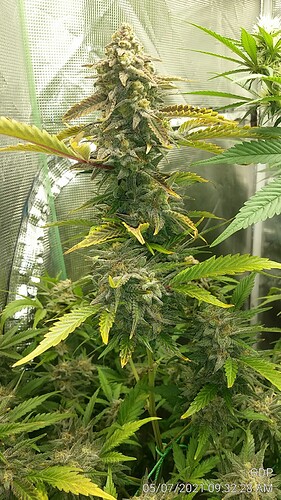 GDP 1