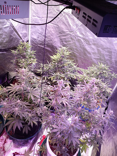 weed