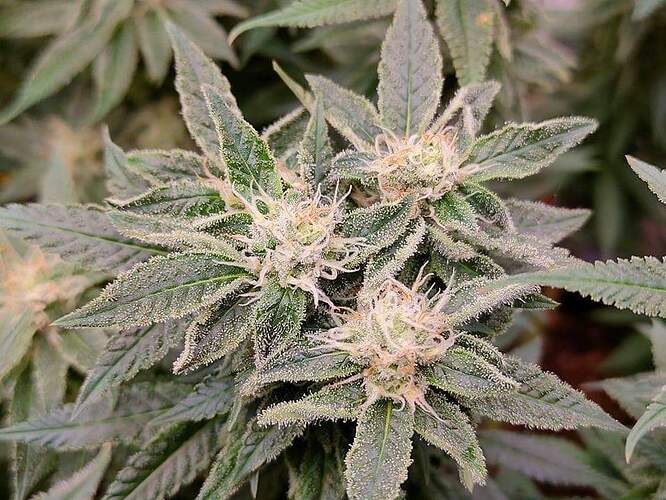 received_593914148724884